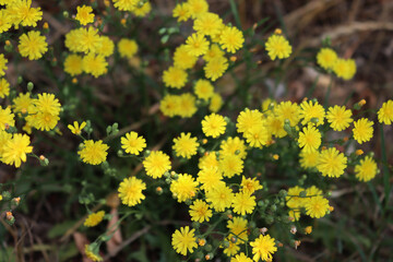 Yellow small flowers of Hieracium umbellatum. Narrowleaf canadian hawkweed wildflowers in the meadow in Italy