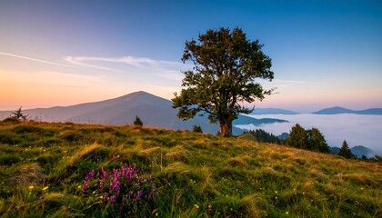 Fototapeta premium Mountaintop meadow at sunrise