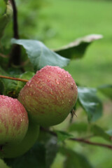 Close-up of red and green Emperor Dallago apples covered by raindrops on branch on tree. Malus domestica