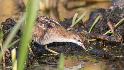 wild mushrooms in the forest