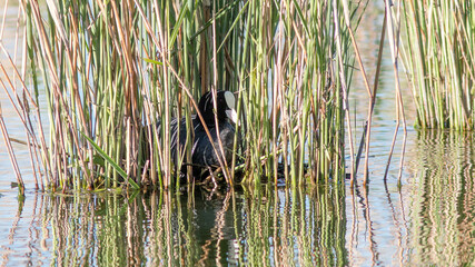 reeds in the water