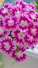 pink flowers macro large on a green background wild carnation