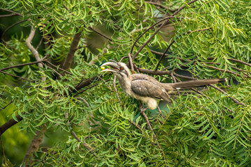 Indian Gray horn bill enjoying Neem Fruit in Forest