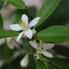 Obraz premium White lemon flower on plant on selective focus. Citrus limon plant in bloom 