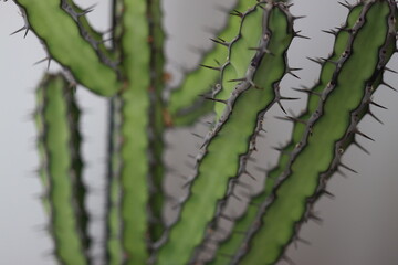 Euphorbia vulcanorum kaktus © Perovskia