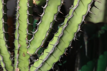 Euphorbia vulcanorum kaktus © Perovskia