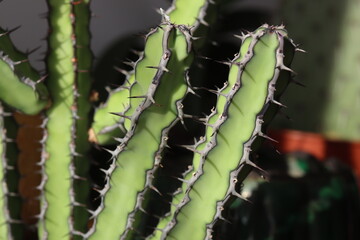 Euphorbia vulcanorum kaktus © Perovskia