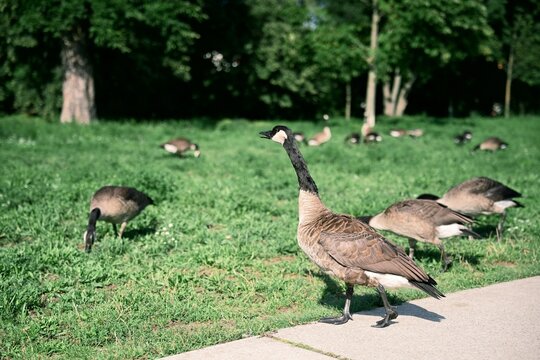 A large goose walks along the edge of a grassy park with a group of geese in the background. A bright sunny day highlights the beauty of urban wildlife in its natural setting.