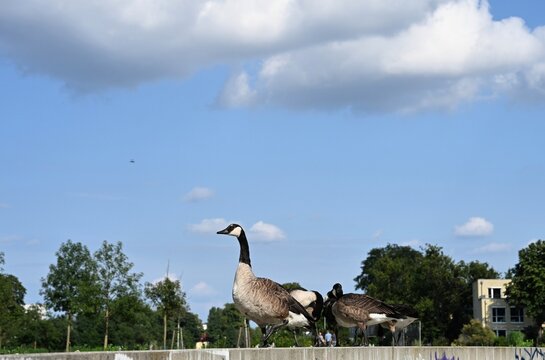 A group of Canada geese standing on a concrete ledge in an urban park on a sunny day. Blue sky with fluffy clouds and green trees in the background. Peaceful summer wildlife scene. - Powered by Adobe
