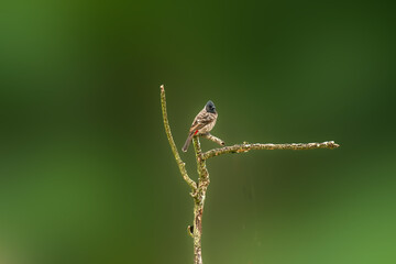 Red Vented Bulbul perching on the branch of tree