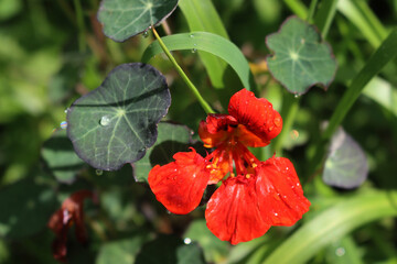 Nasturtium, plant with round leaves and orange, and red flowers with raindrops . Tropaeolum 