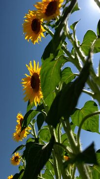 Vibrant sunflowers shot from a low angle against a clear blue sky, capturing a sunny, uplifting mood perfect for a nature-themed video.