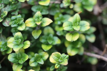 Obraz premium Origanum Oregano Gold Splash zioło
