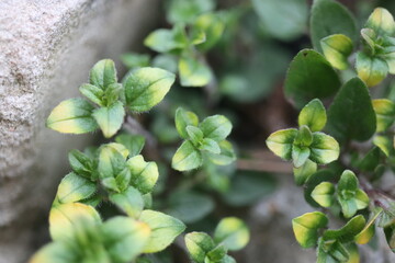 Origanum Oregano Gold Splash zioło © Perovskia
