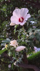 The plant is not only decorative, but also unpretentious, resistant to drought and urban conditions.