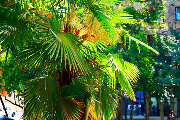 tropical palm tree