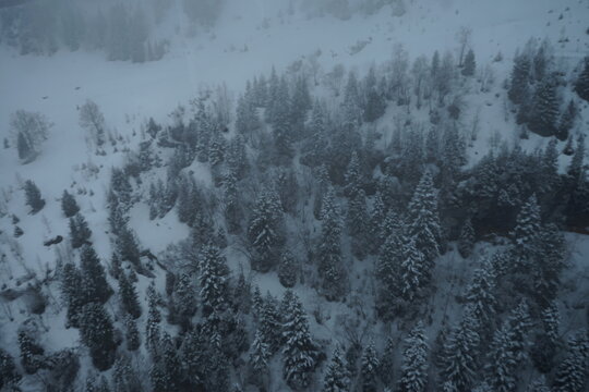 switzerland forest