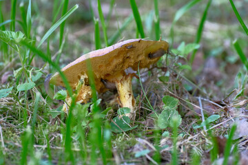  Close up of the orange cap of Suillus Granulatus Also known as the Weeping Bolete due to milky droplets being exuded