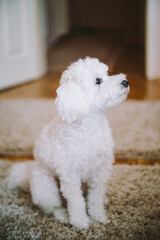 Adorable White Dog Sitting on a Cozy Carpet with Fluffy Fur in a Warm Home Environment