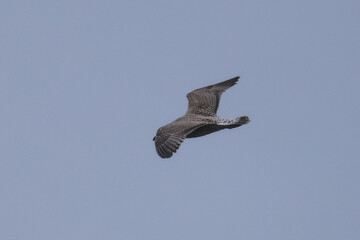 Seagull in Flight Against Clear Blue Sky