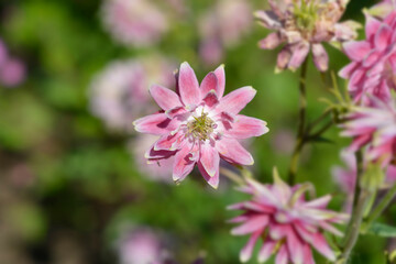 Columbine pink flowers - Latin name - Aquilegia vulgaris var. stellata Nora Barlow
