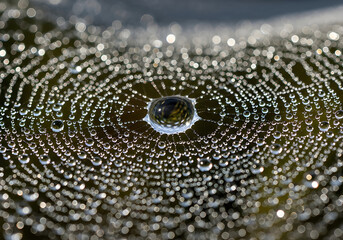 Dew Drops on Spider Web