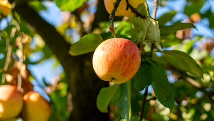 A red apple hanging from a tree. The apple is ripe and ready to be picked. The tree is full of green leaves and branches