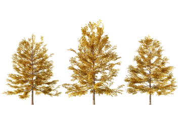 Three autumn trees with beautiful golden leaves stand in a row against a white background, perfect for use in a variety of design projects.