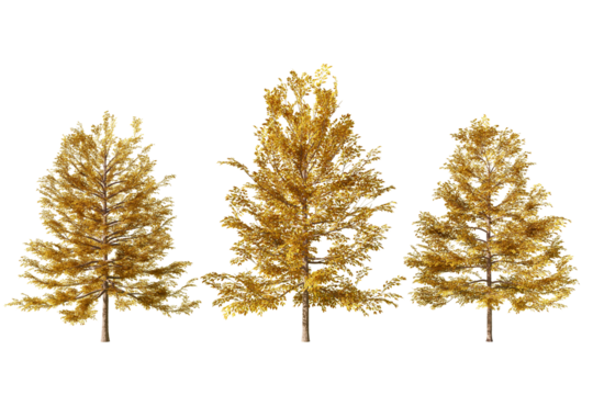 Three autumn trees with beautiful golden leaves stand in a row against a white background, perfect for use in a variety of design projects.