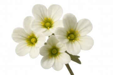Cluster of delicate white flowers with yellow centers isolated on a transparent background, perfect for nature-themed projects