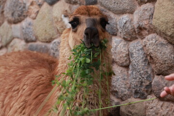 llama eating grass © Anna