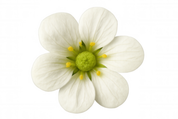 White saxifraga granulata flower blooming, delicate petals revealing intricate botanical details against transparent backdrop