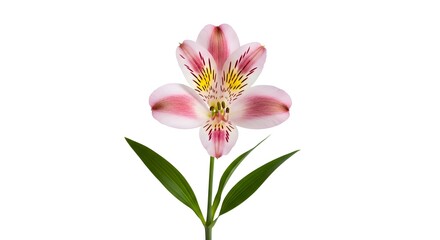 Fototapeta premium Pink and White Alstroemeria Isolated on White