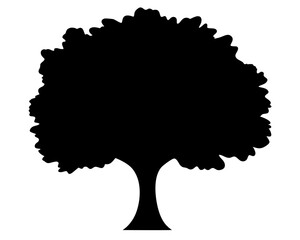 A single tree silhouette with a bushy crown on white background