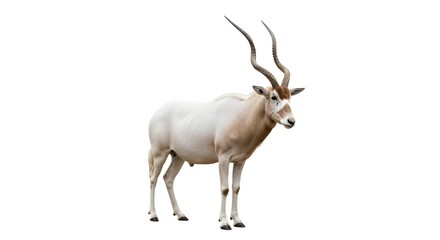 Isolated Addax Antelope on White Background