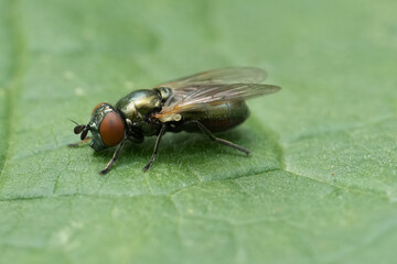 Closeup on the small metallic Green Marsh Hoverfly, Lejogaster metallina