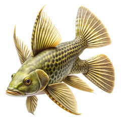 Fototapeta premium photorealistic plecostomus full body side profil.png