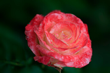 Colorful roses in summer garden