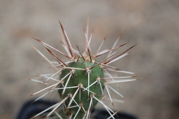 Naklejka premium Opuntia fragilis Archeluta 2000 m opuncja kaktus
