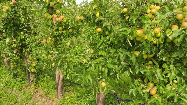 Apple tree with red ripe healthy fruits, plantation of apples, harvest in summer or autumn, agriculture farm, garden