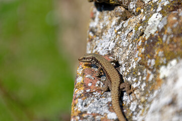 A detailed shot of a lizard perched on a rough, lichen-covered rock, blending in with its surroundings.
