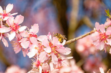 A honeybee gathers pollen from beautiful pink almond blossoms in spring.