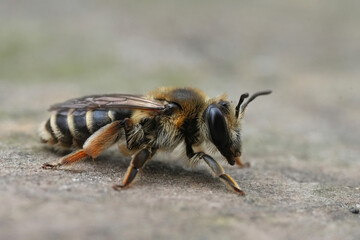 Detailed closeup on a female mining bee from the Andrena ovatula group