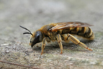 Closeup on a female  great banded furrow bee, Halictus scabiosae on wood
