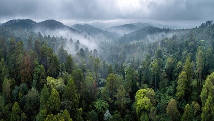 Misty mountain valley, dense forest