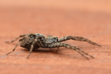 Closeup on a juvenile Nursery web spider, Pisaura mirabilis on wood