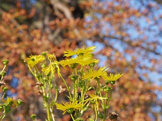 Tragopogon pratensis subsp. major – jack-go-to-bed-at-noon yellow wildflower in full bloom