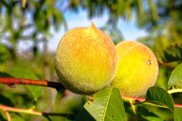Two fresh, unripe peaches grow on a branch, illuminated by warm sunlight on a summer day.