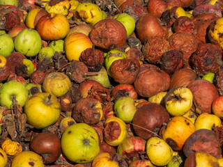 Peeled and Rotten Apples Piled Together