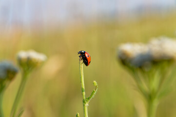 Naklejka premium A beautiful ladybug rests on a plant stem in a bright, natural outdoor setting.